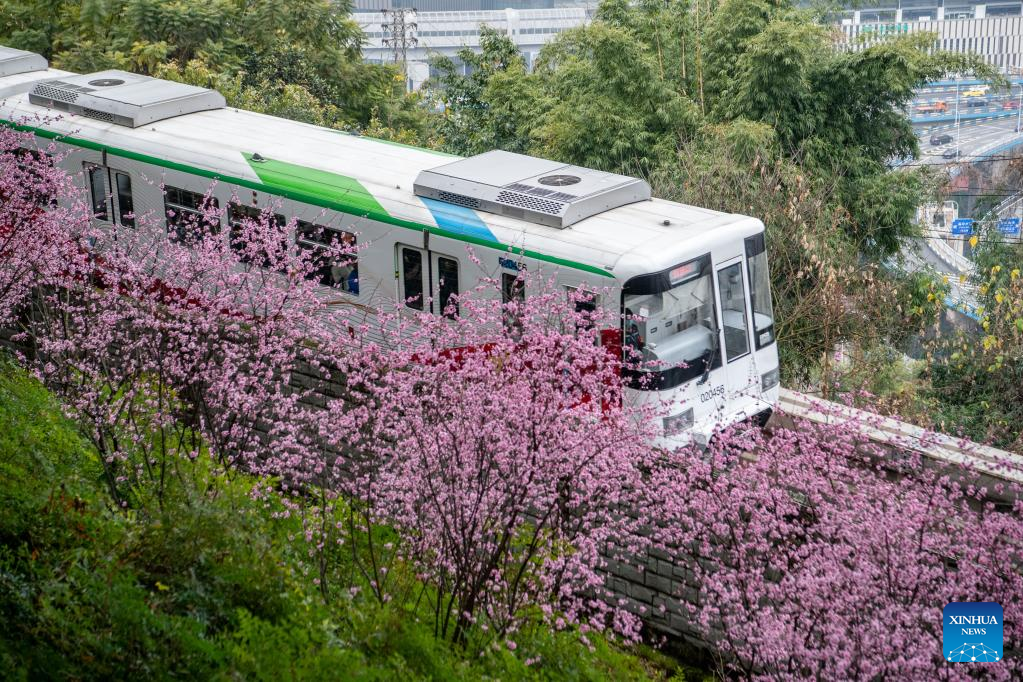 In pics: blooming flowers along Liziba Station of Chongqing Rail Transit Line 2