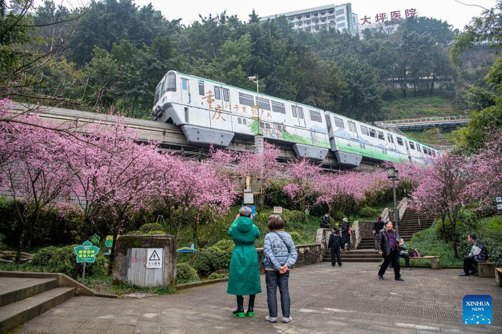 In pics: blooming flowers along Liziba Station of Chongqing Rail Transit Line 2