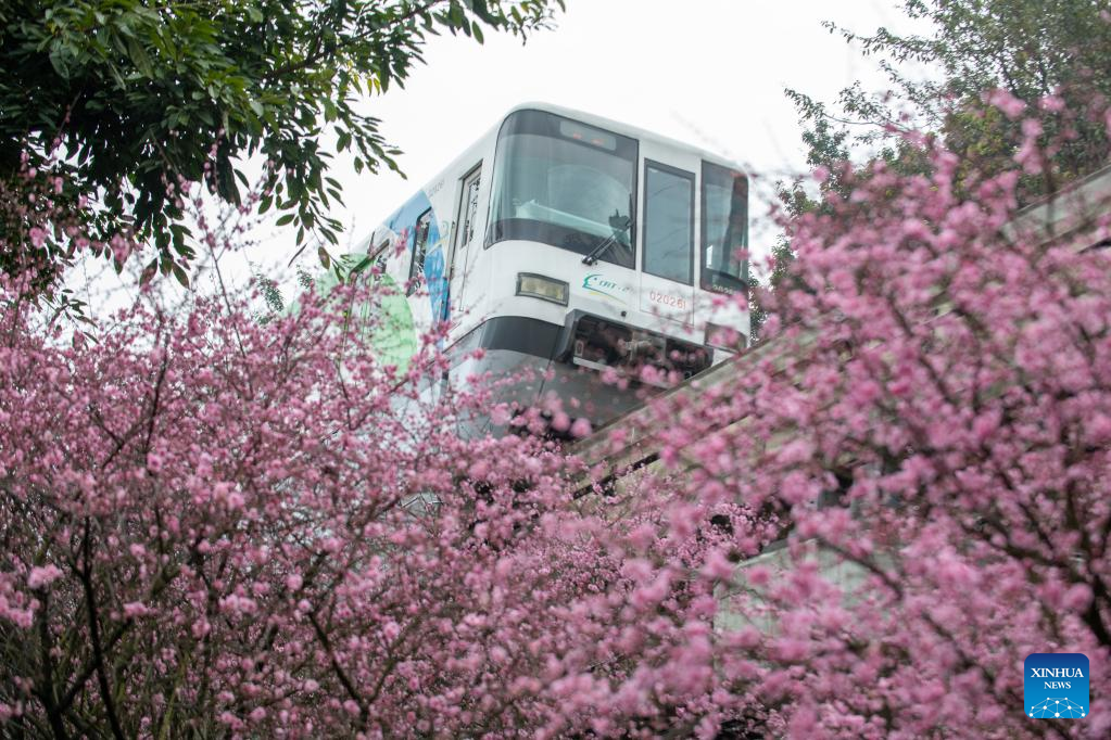 In pics: blooming flowers along Liziba Station of Chongqing Rail Transit Line 2