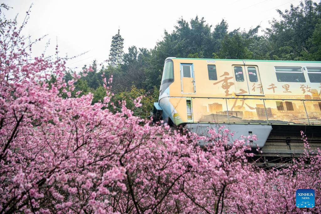 In pics: blooming flowers along Liziba Station of Chongqing Rail Transit Line 2
