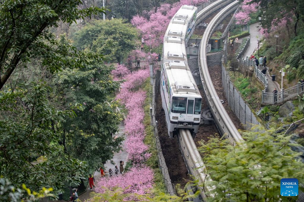 In pics: blooming flowers along Liziba Station of Chongqing Rail Transit Line 2