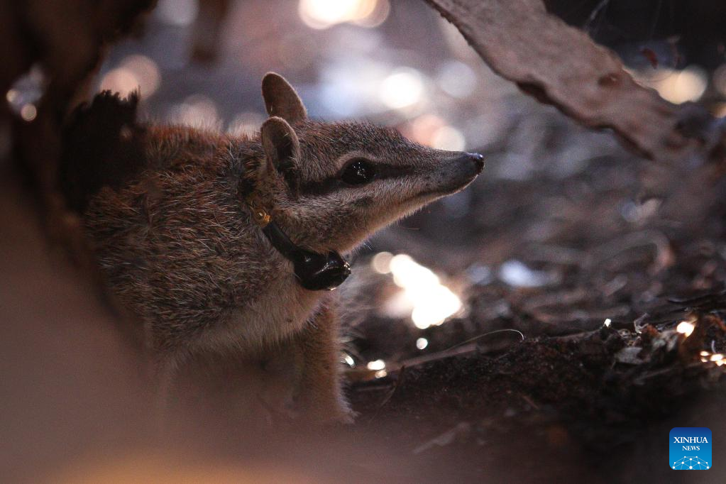 Rare Aussie species to flourish in new home