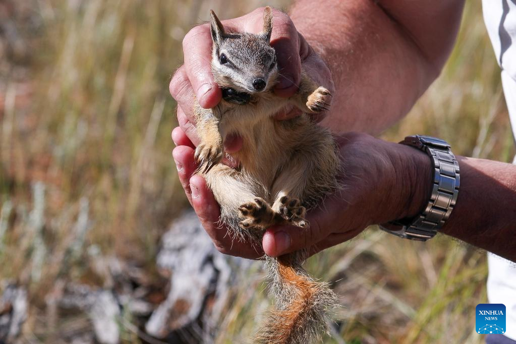 Rare Aussie species to flourish in new home