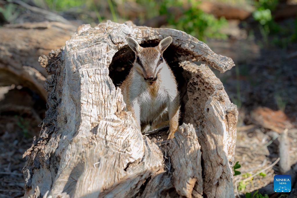 Rare Aussie species to flourish in new home