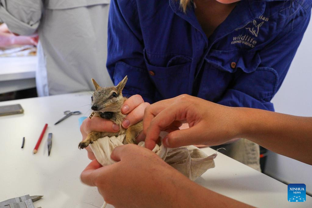 Rare Aussie species to flourish in new home