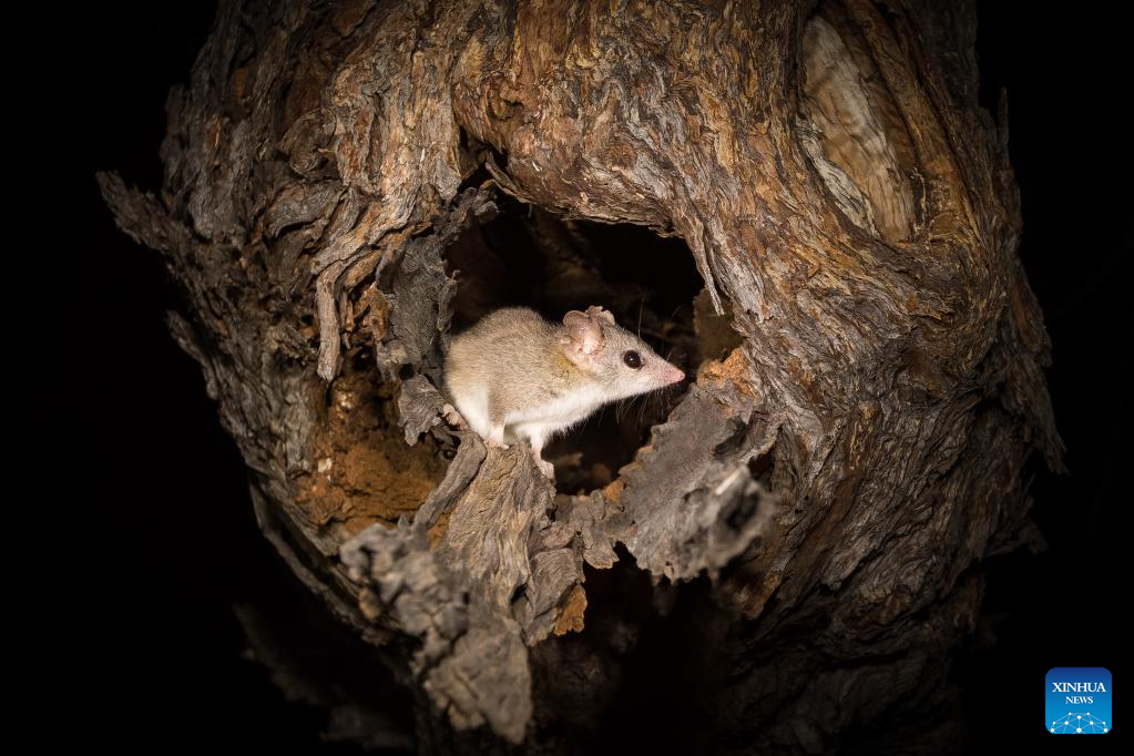 Rare Aussie species to flourish in new home