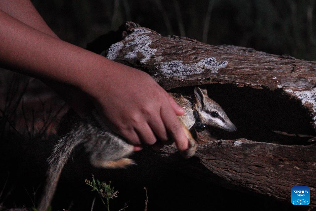 Rare Aussie species to flourish in new home