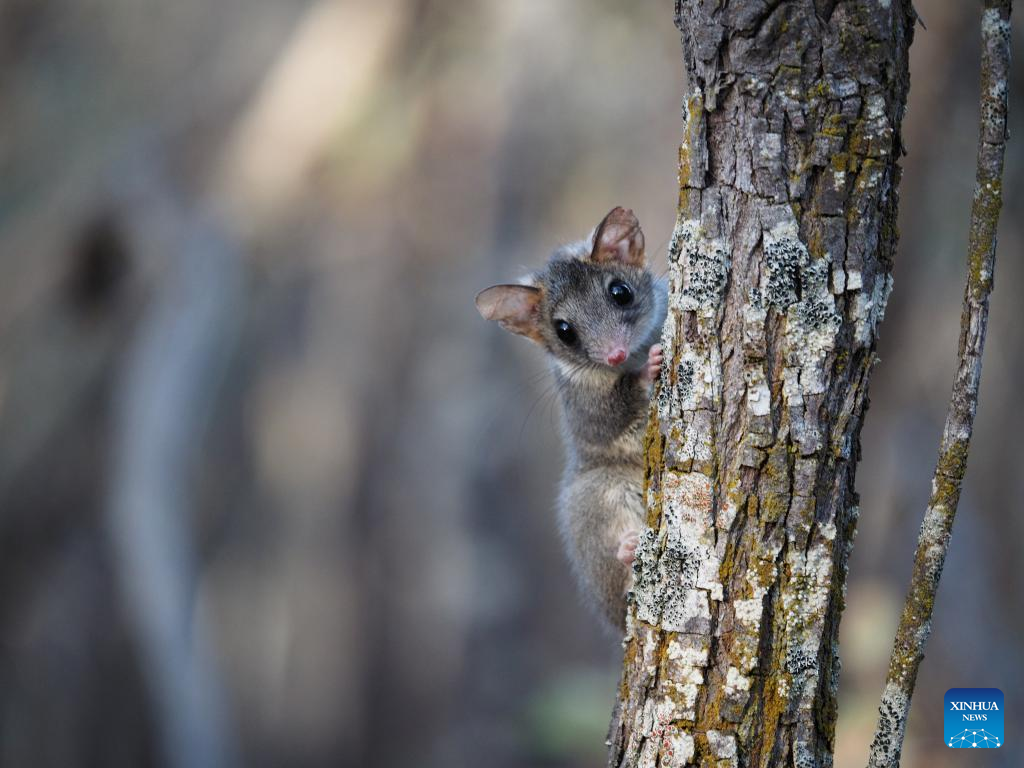 Rare Aussie species to flourish in new home