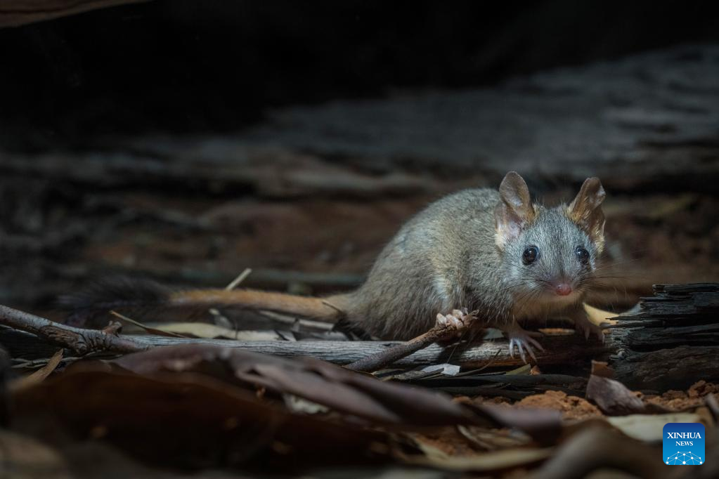 Rare Aussie species to flourish in new home