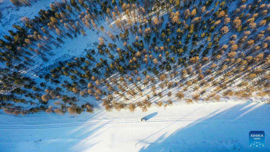 Snow view of Saihanba National Forest Park in north China's Hebei Province