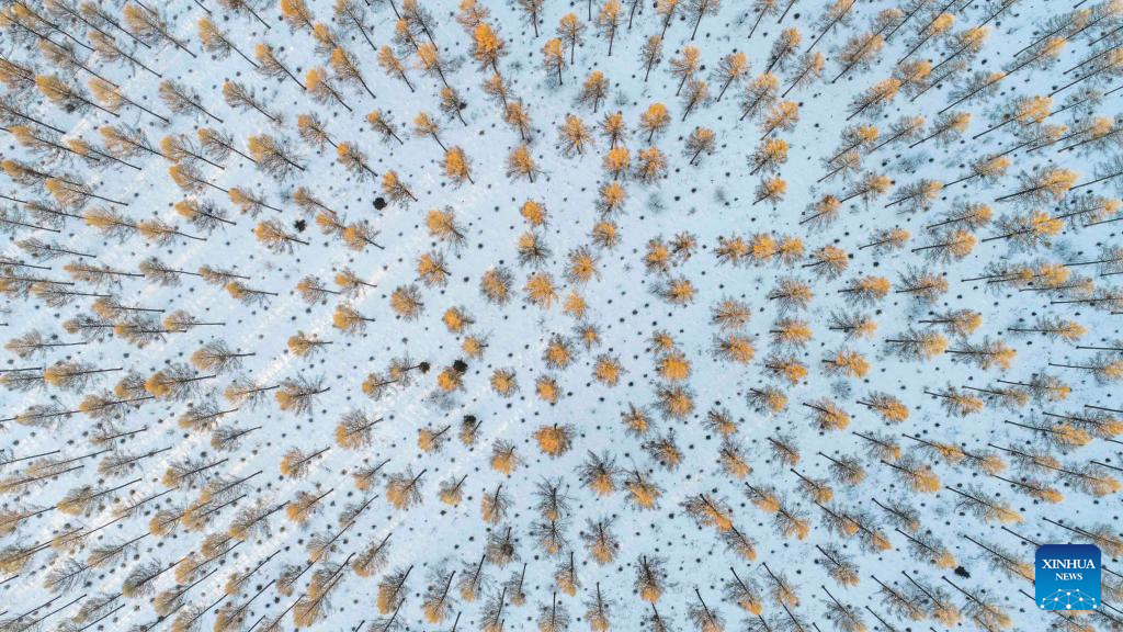 Snow view of Saihanba National Forest Park in north China's Hebei Province