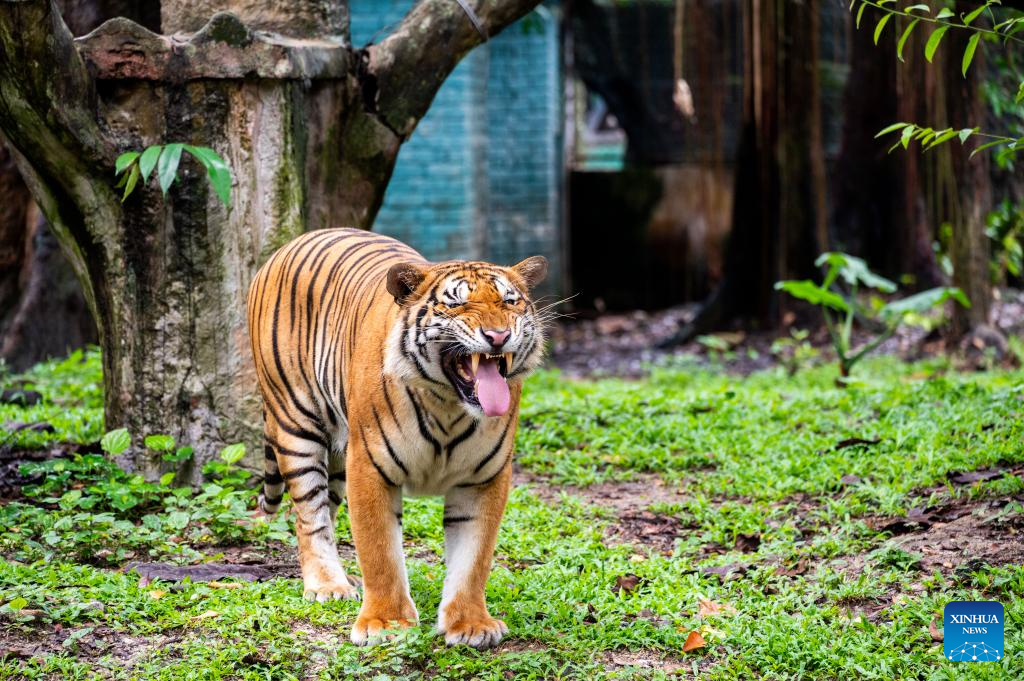 Feature: Malayan tiger faces oblivion without concerted action