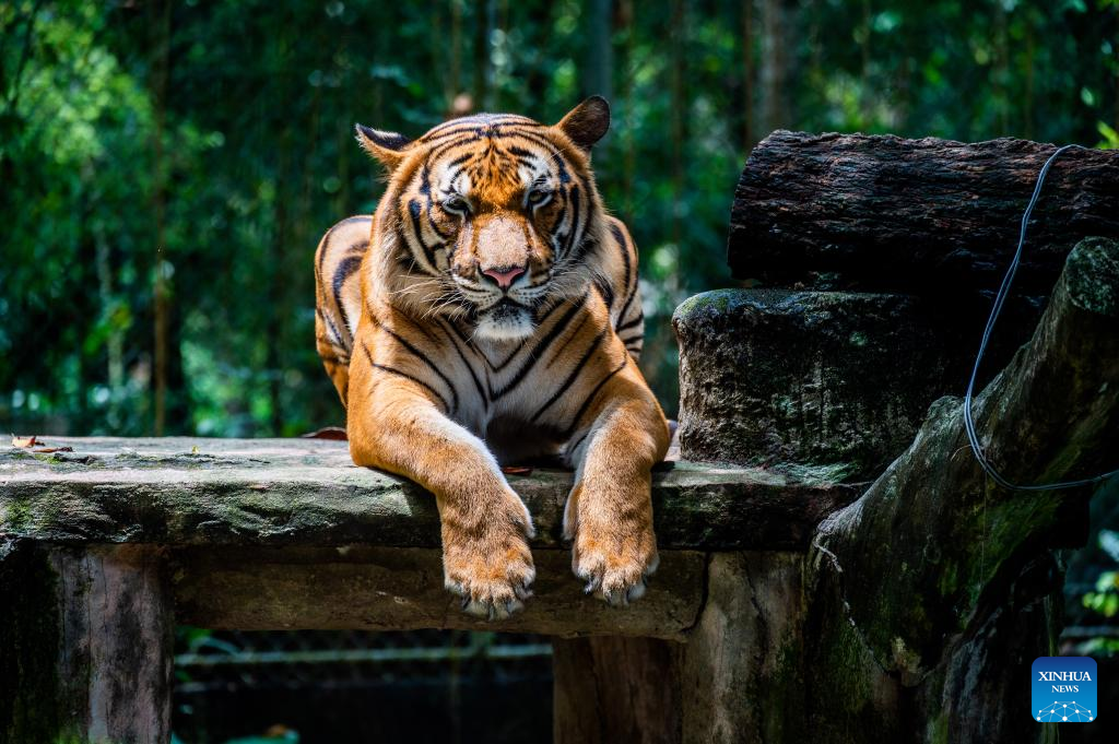 Feature: Malayan tiger faces oblivion without concerted action