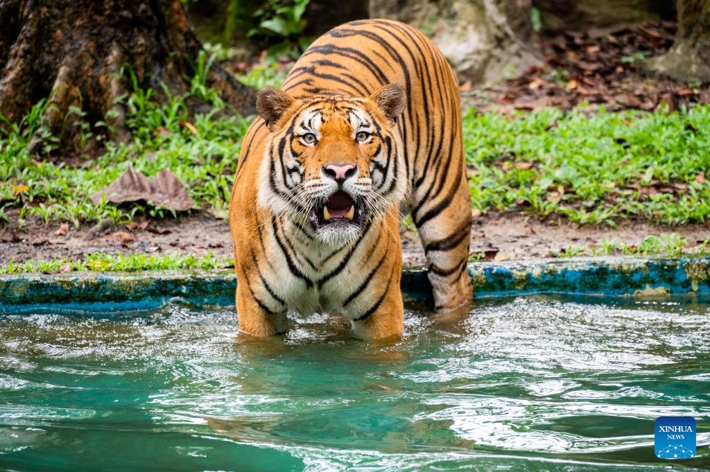 Feature: Malayan tiger faces oblivion without concerted action