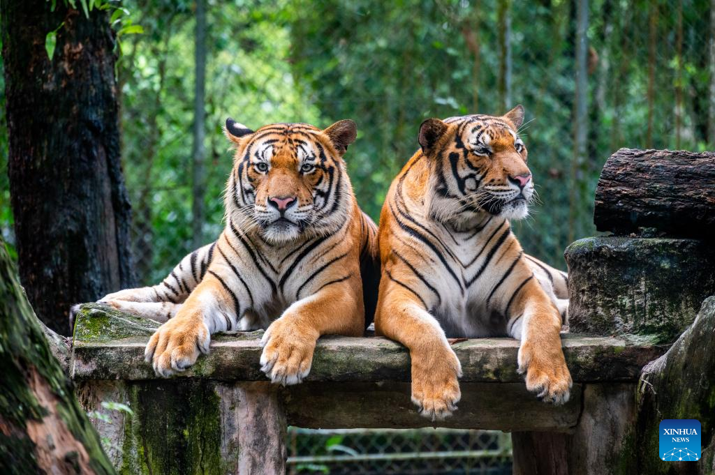 Feature: Malayan tiger faces oblivion without concerted action
