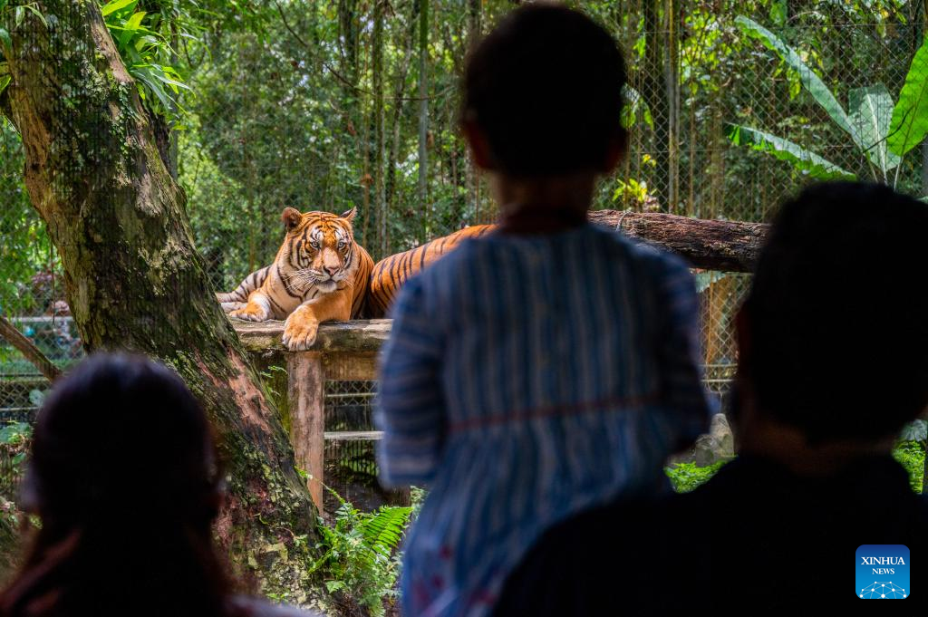 Feature: Malayan tiger faces oblivion without concerted action