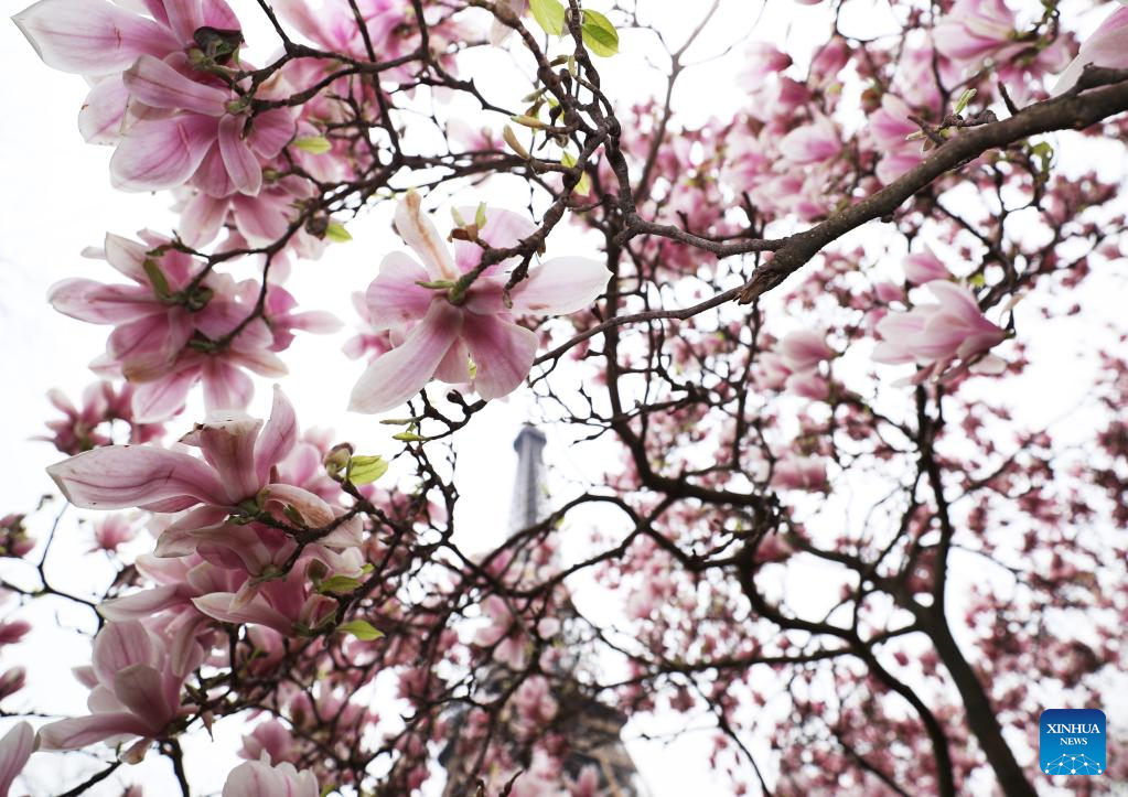 Spring scenery in Paris