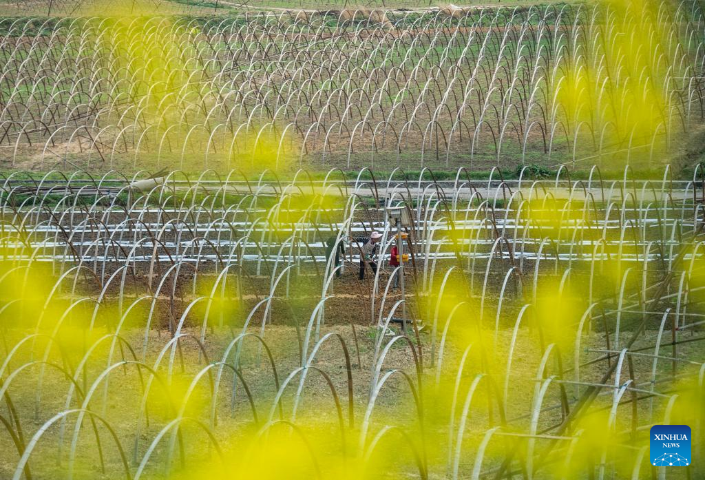 Farms a hive of activity across China