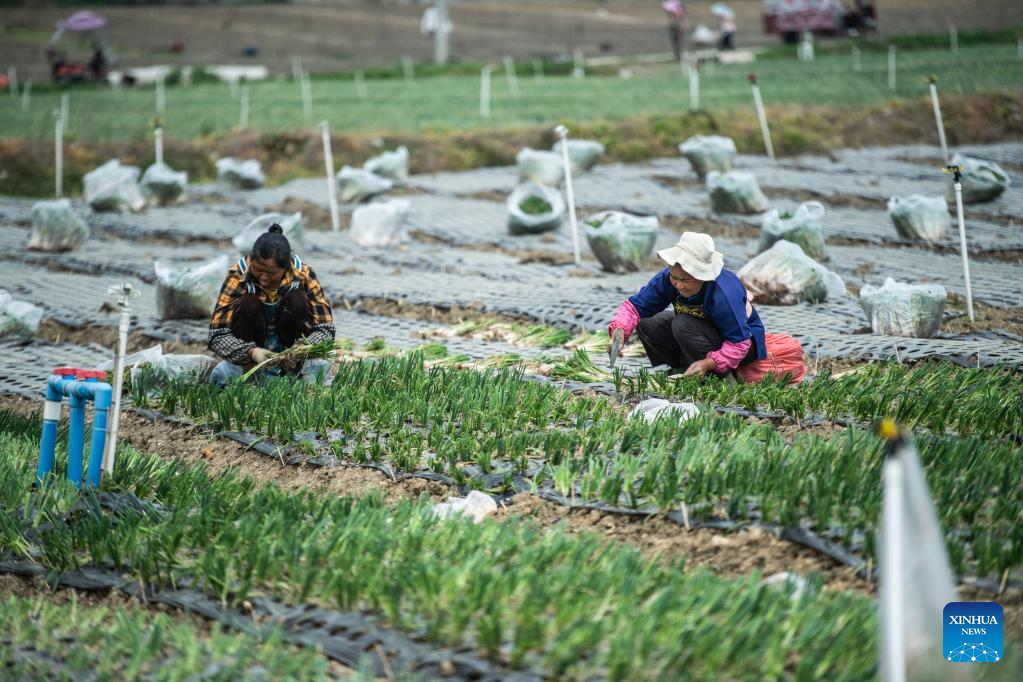 Farms a hive of activity across China
