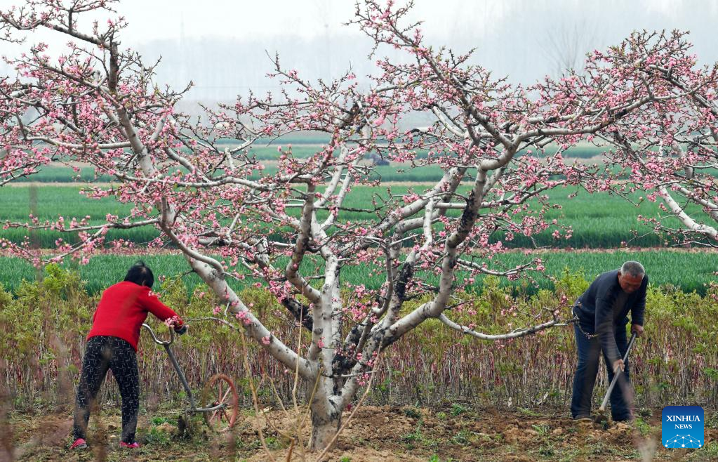 Farms a hive of activity across China