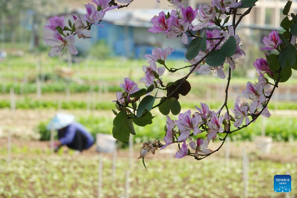 Farming activities in full swing across China