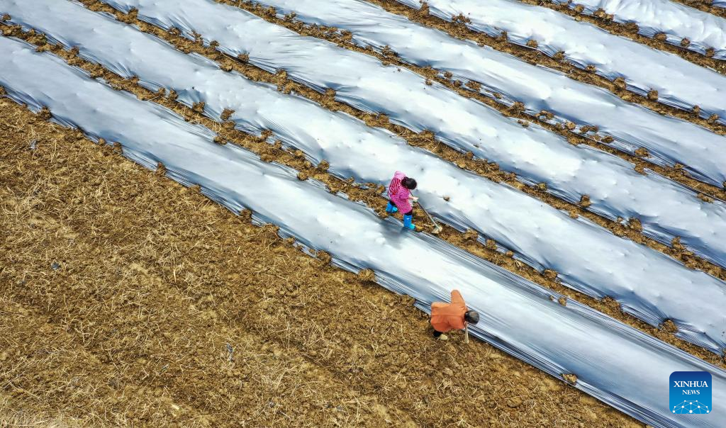 Farming activities in full swing across China