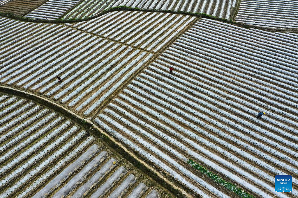 Farming activities in full swing across China