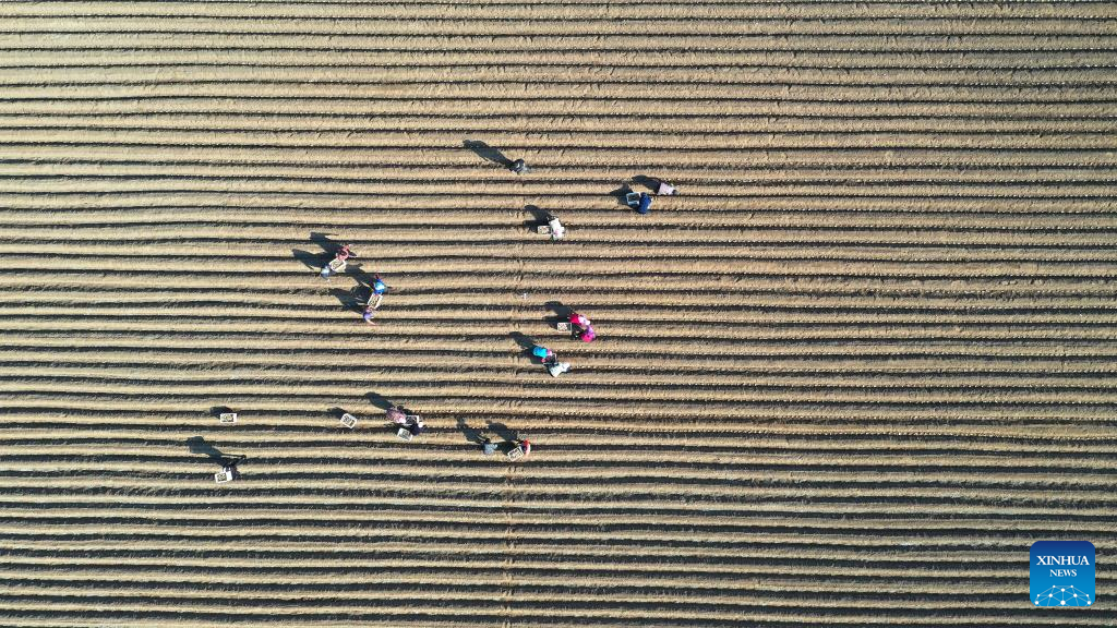 Farming activities in full swing across China