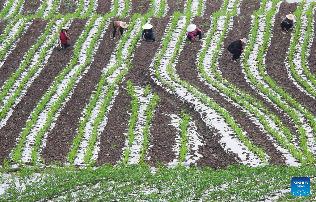 Farming activities in full swing across China