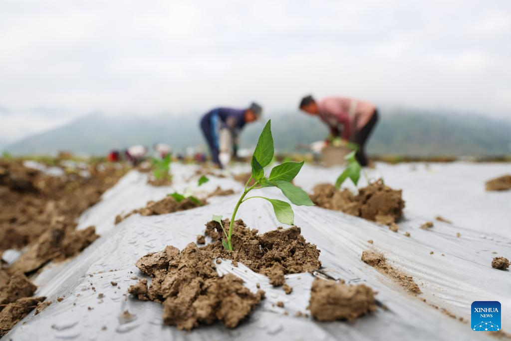 Farming activities in full swing across China