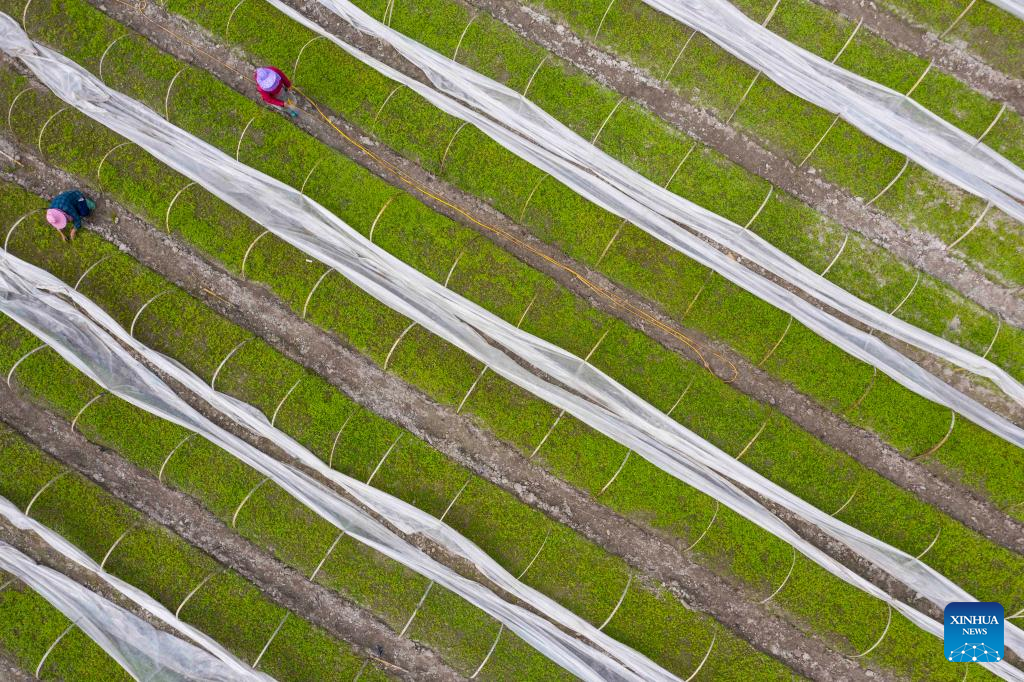 Farming activities in full swing across China
