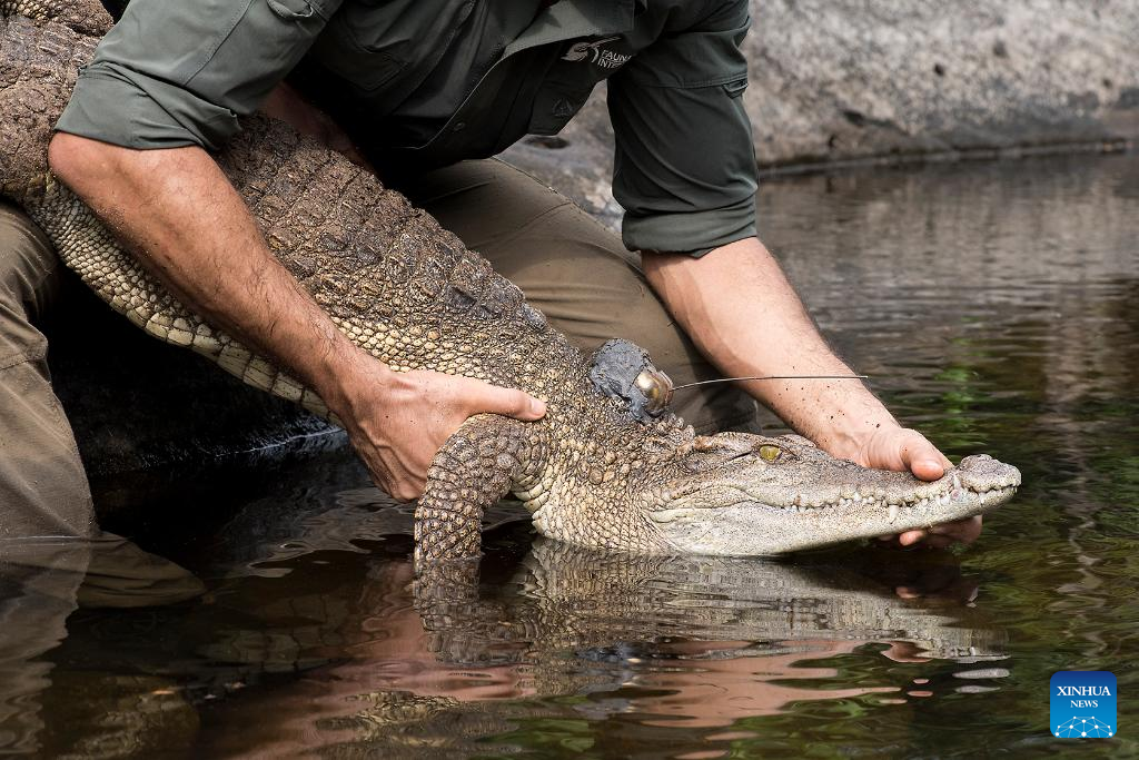 Roundup: Largest ever release of rare crocodiles in Cambodia raises hope for reptile conservation