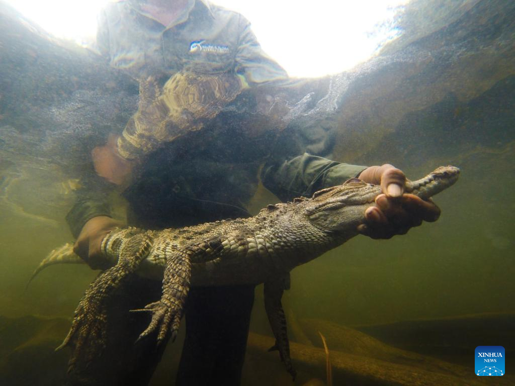 Roundup: Largest ever release of rare crocodiles in Cambodia raises hope for reptile conservation