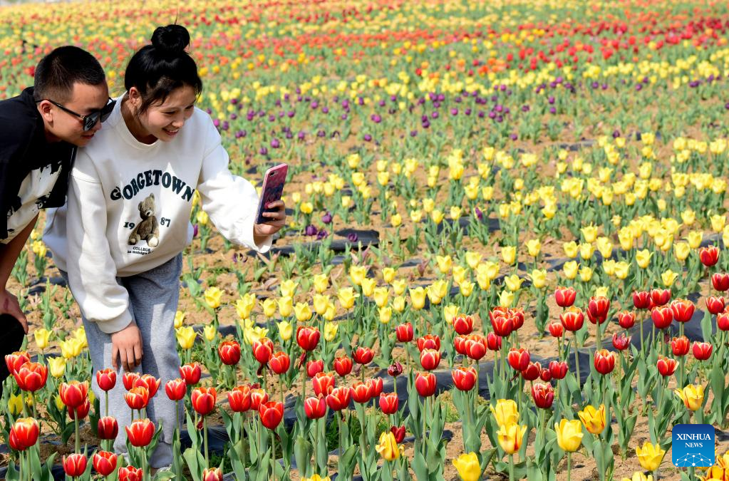 Tourists view tulips in Suiping County, Henan