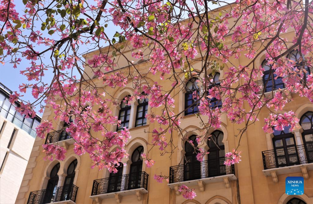 Pink trumpet flowers seen along commercial street in downtown Beirut