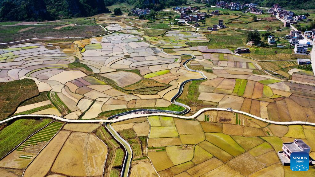 Scenery of paddy fields in south China's Guangxi