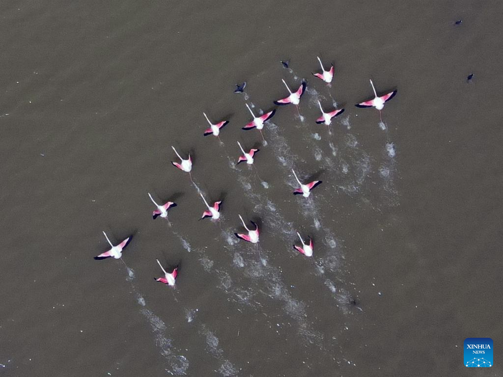 Flamingos seen at Mogan Lake in Ankara, Turkey