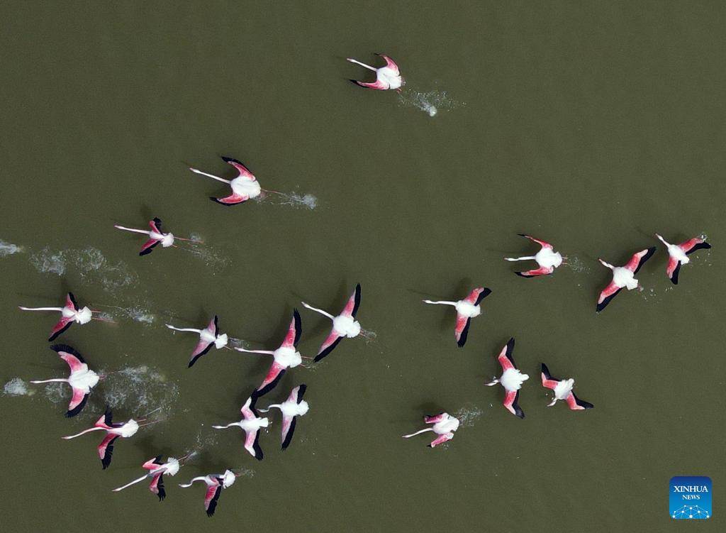 Flamingos seen at Mogan Lake in Ankara, Turkey