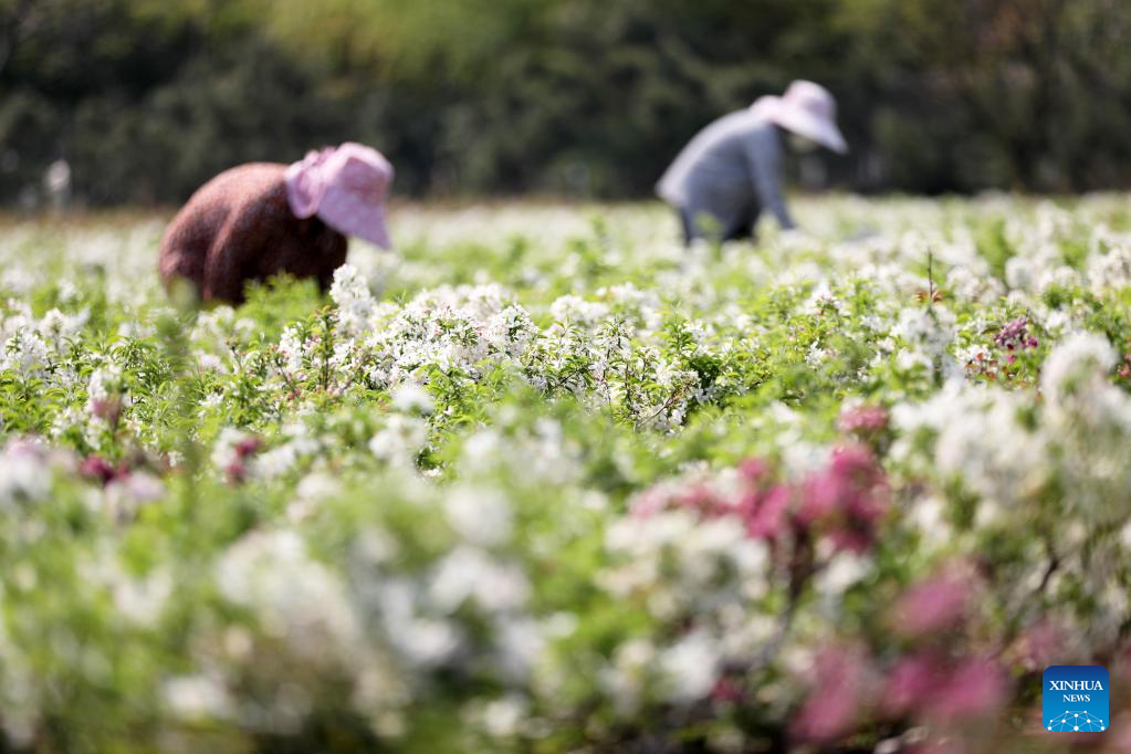 Farmers busy with spring farming across China