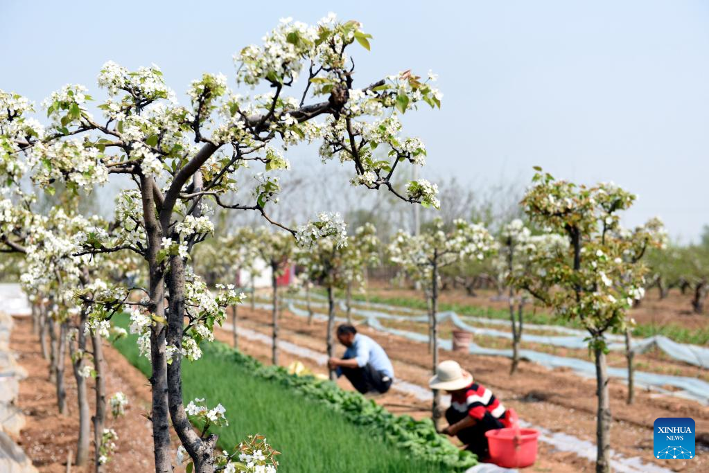 Farmers busy with spring farming across China