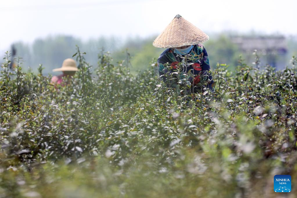 Farmers busy with spring farming across China