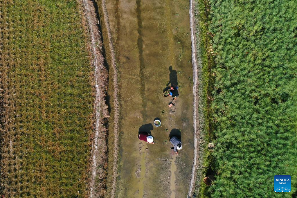 Farmers busy with spring farming across China