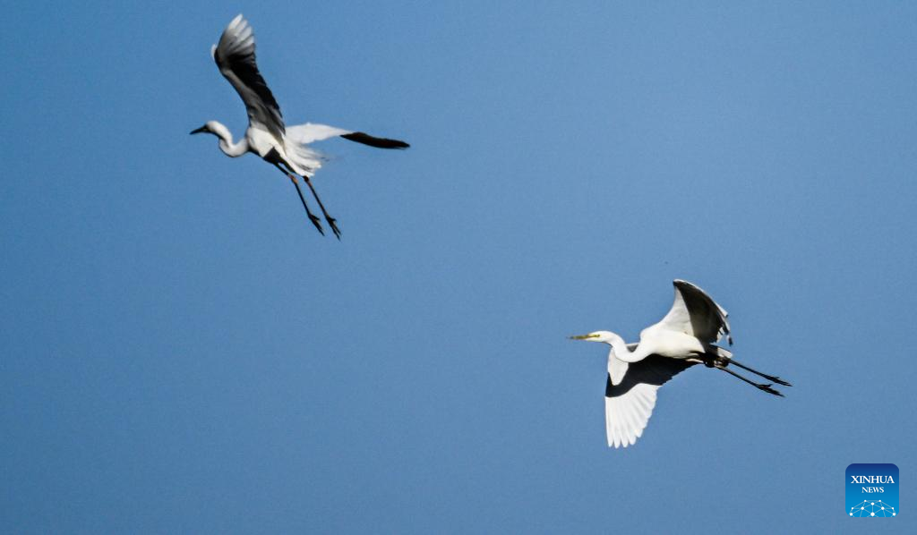 Migrant birds seen at Juyanhai wetland, Inner Mongolia