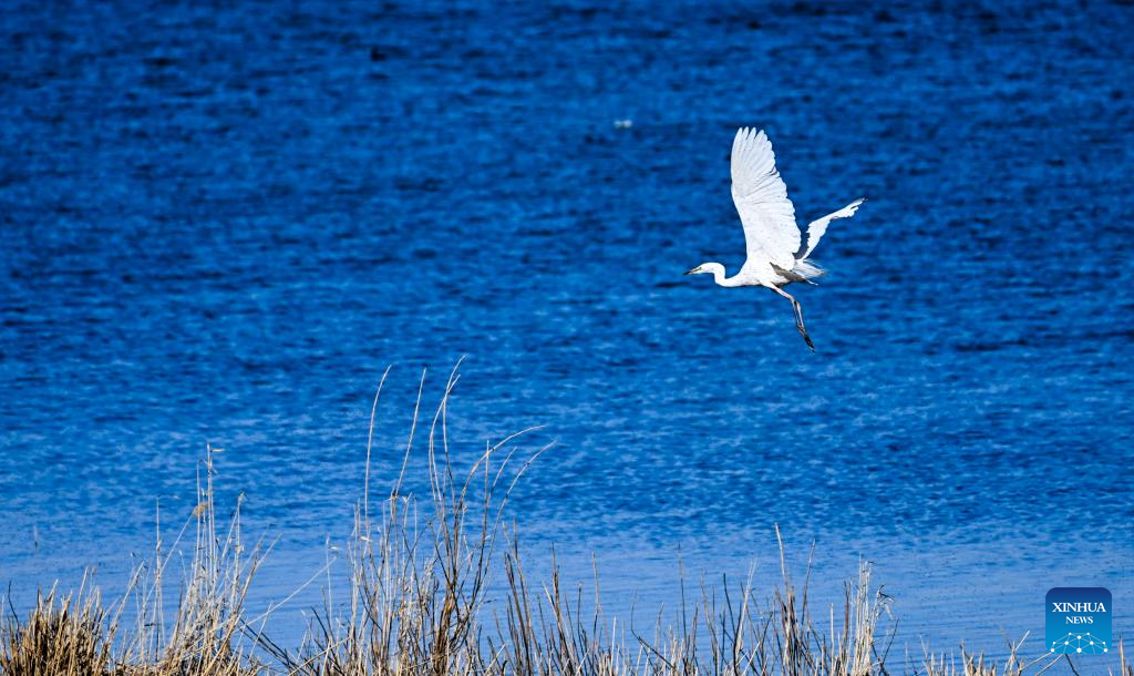 Migrant birds seen at Juyanhai wetland, Inner Mongolia