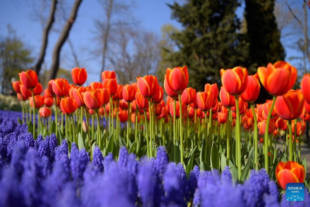 People enjoy tulips at park in Istanbul, Turkey