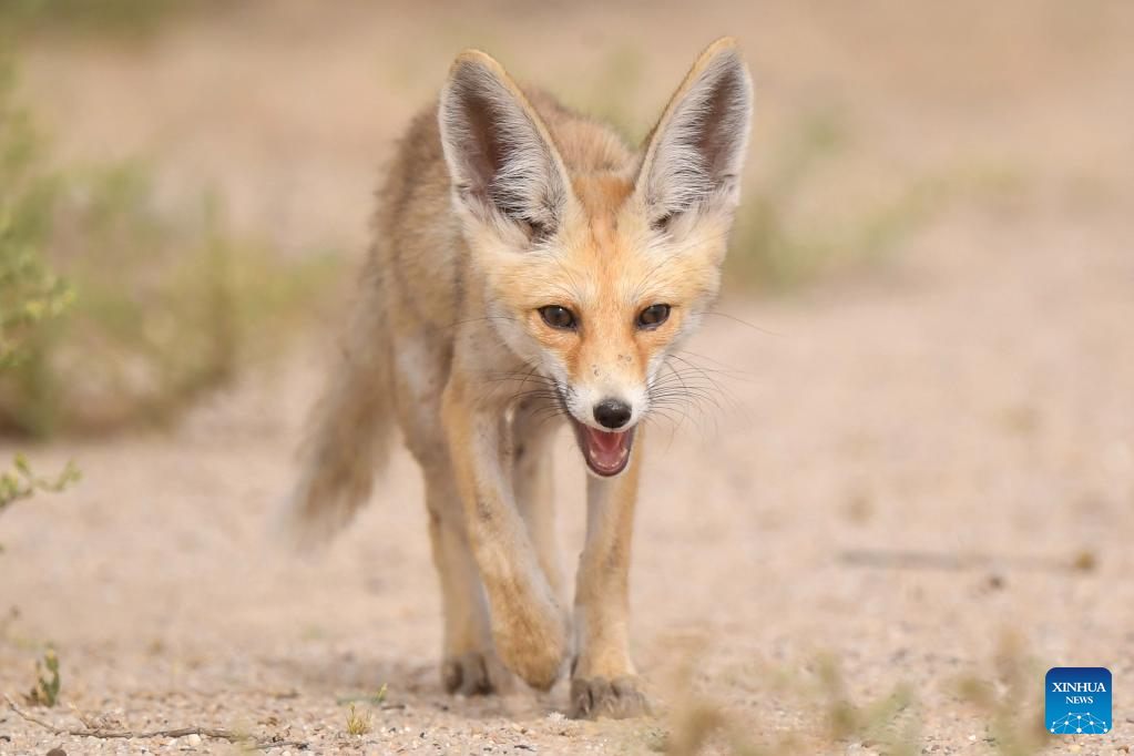 Arabian red foxes seen in desert in Kuwait