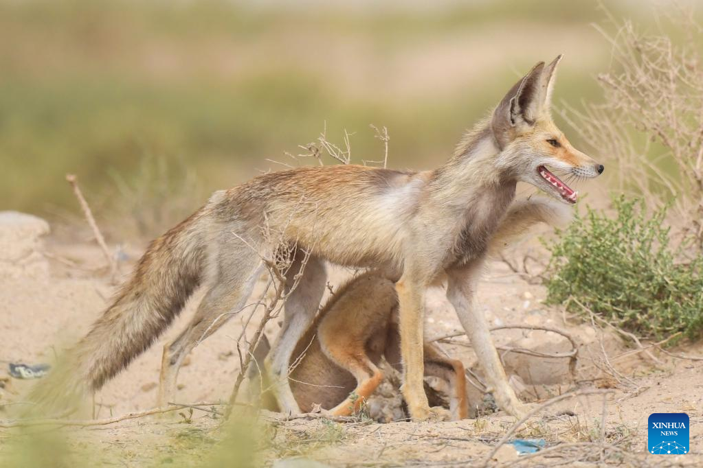 Arabian red foxes seen in desert in Kuwait