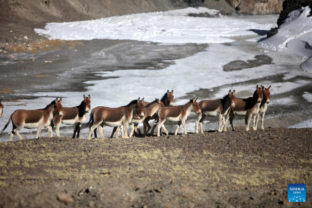View of wild animals in Tibet, SW China
