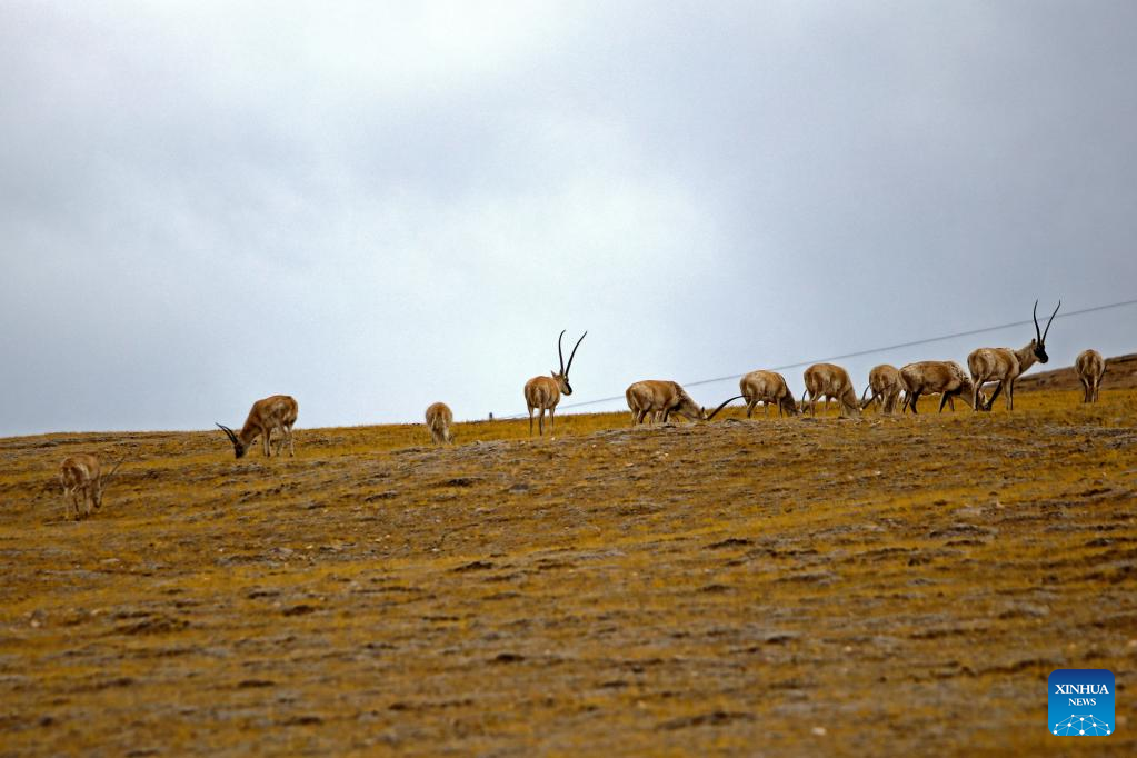 View of wild animals in Tibet, SW China