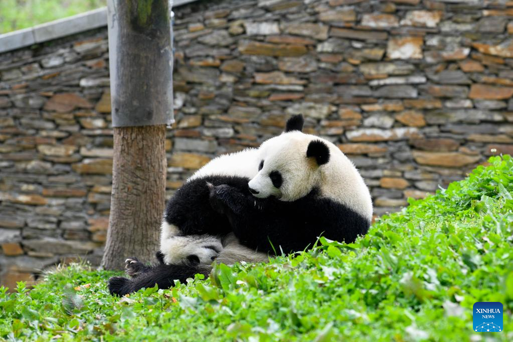 In pics: giant pandas in Wolong National Nature Reserve